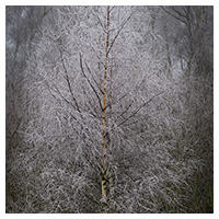 hoar frost thumbnail